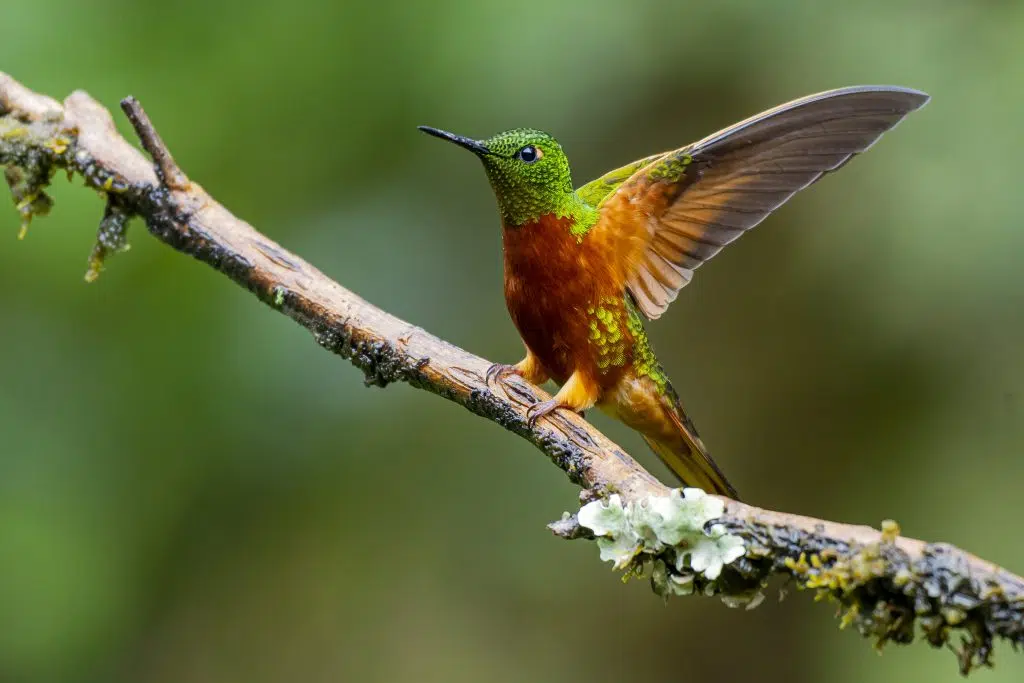 citizen-science-in-hummingbird-conservation